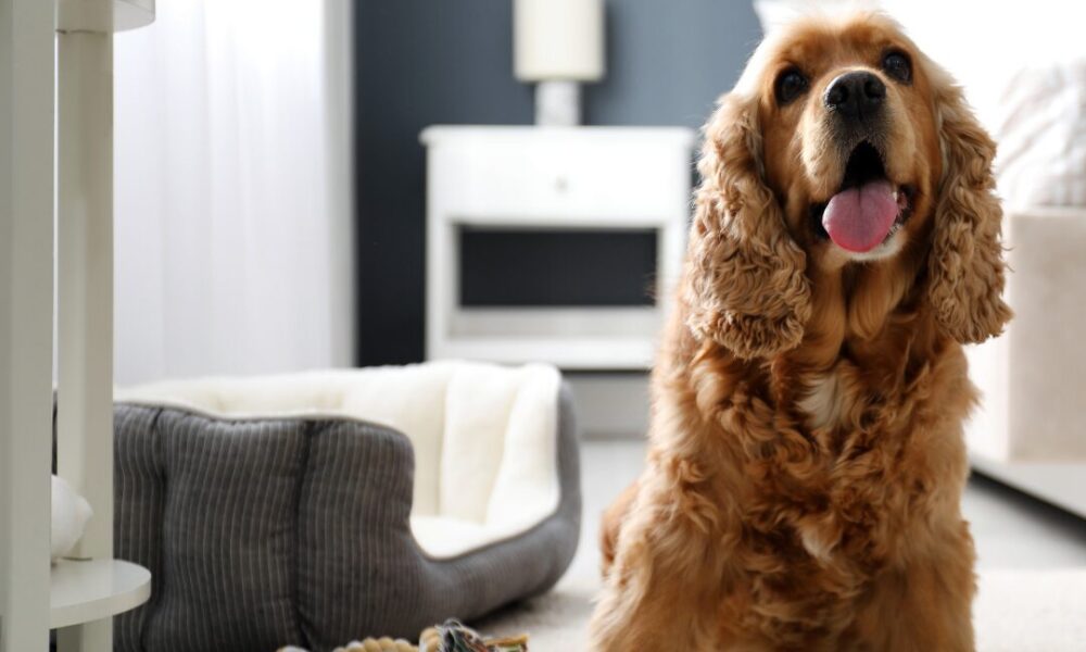 Spaniel Dog Enjoying Products From Sustainable Pet Brands