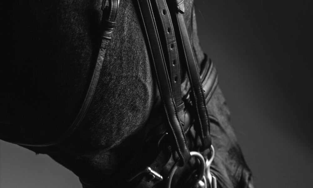 Preparing Your Horse For Competition