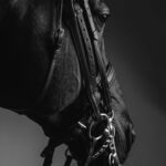 Preparing Your Horse For Competition