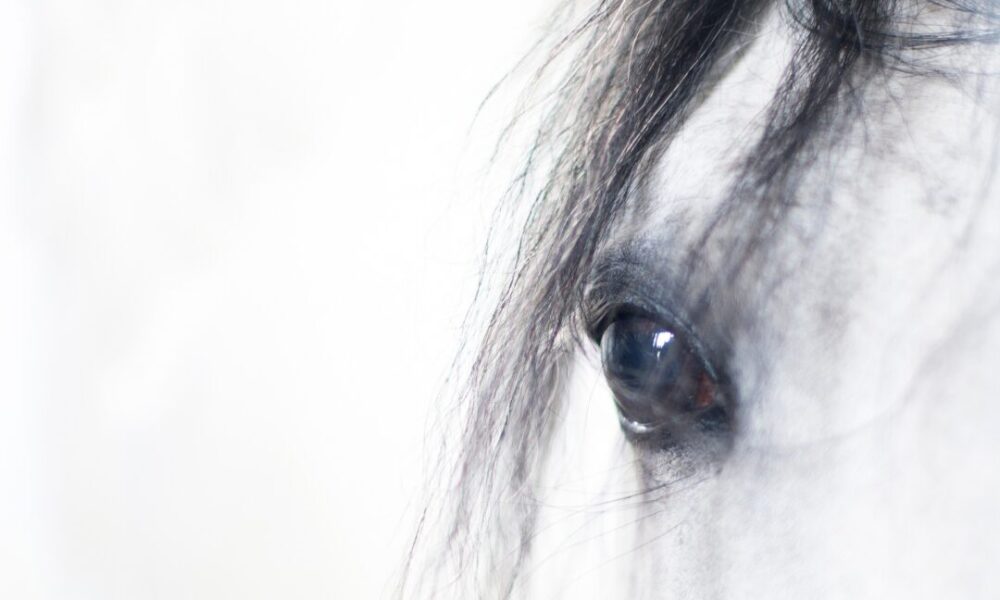 Horses are our passion and equine marketing is in our DNA.