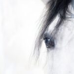 Horses are our passion and equine marketing is in our DNA.