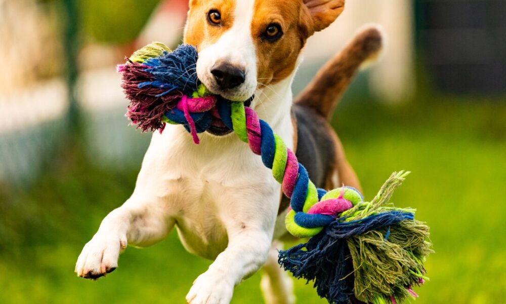 Happy dogs and pet products we love form the backbone to successful Pet PR Partnerships.