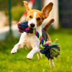 Happy dogs and pet products we love form the backbone to successful Pet PR Partnerships.