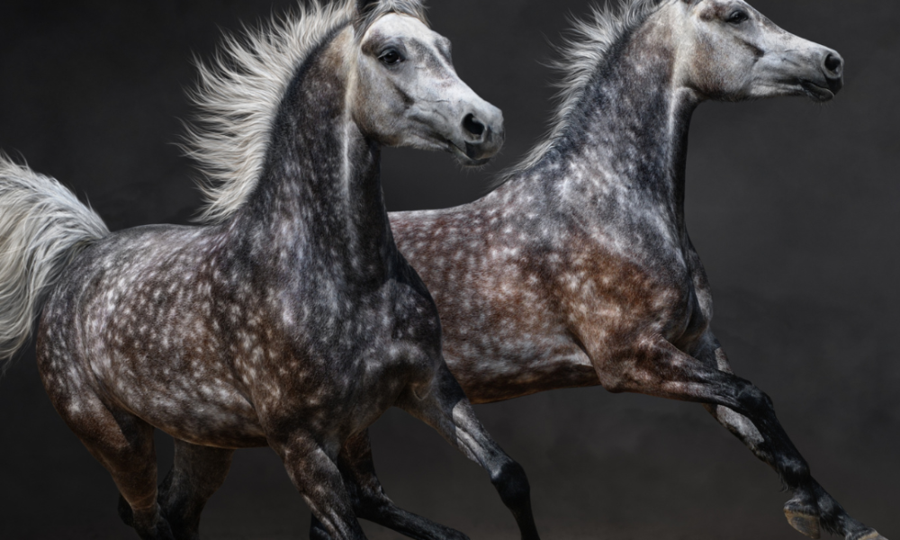 Strategies to Boost Your Equestrian Website