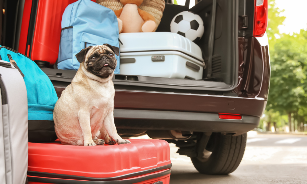 Travelling Abroad with Your Pet