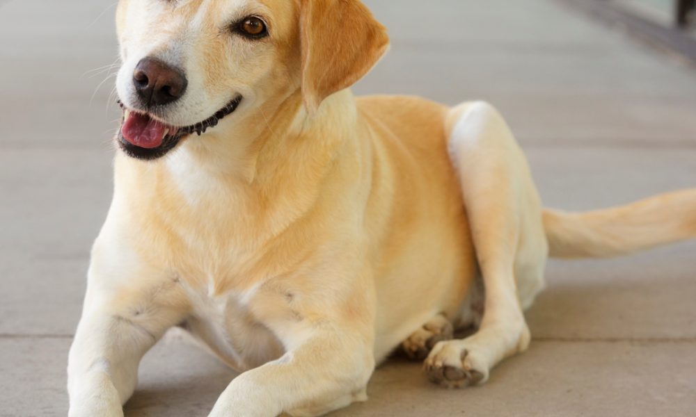 Dog showing typical signs your dog wants to play
