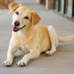Dog showing typical signs your dog wants to play