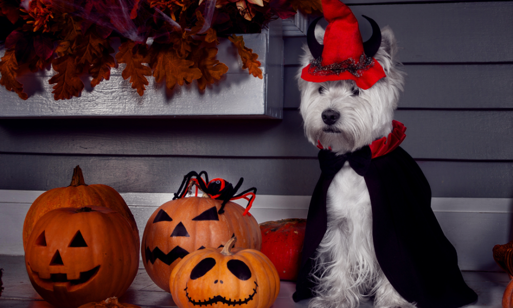 Dog dressed up for Halloween but are they happy?
