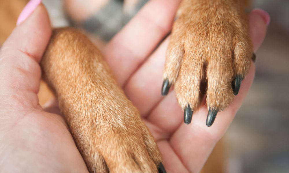 Building brand loyalty through pet focused content marketing can connect pet owners with your brand.