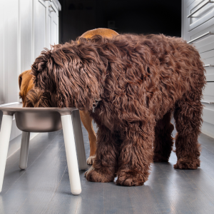 pet-friendly interior