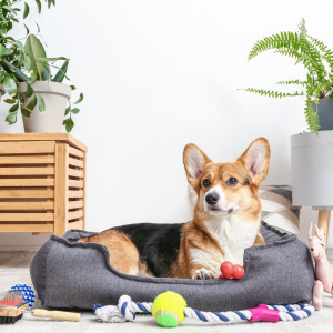pet-friendly interior