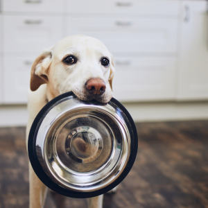 pet-friendly interior