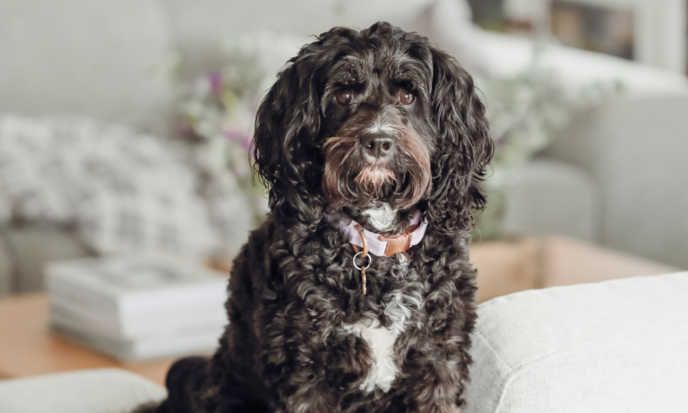 pet-friendly interior