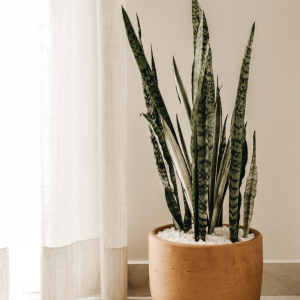 Tall Plants
