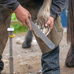 Regular hoof care