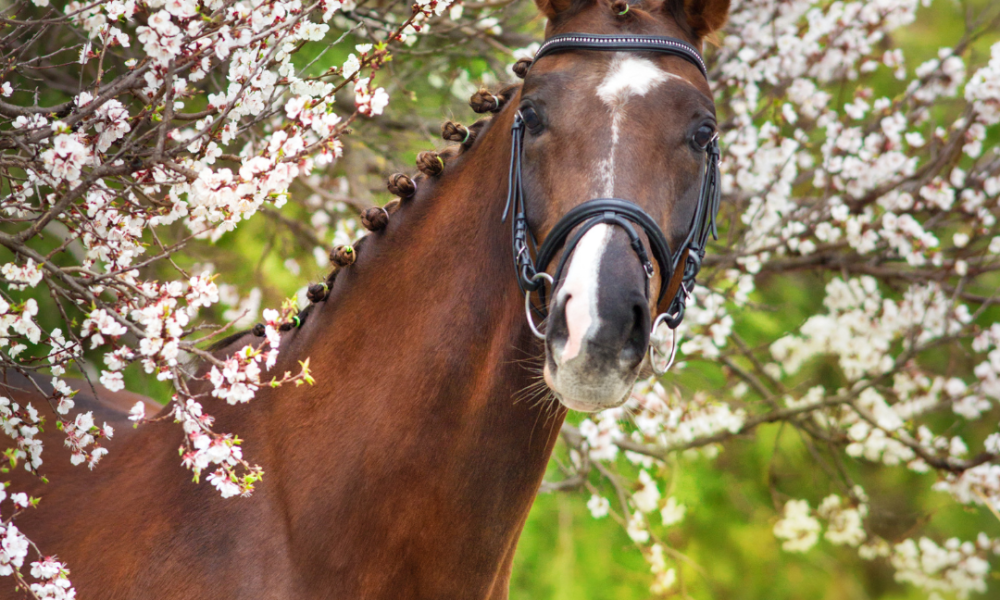 Refreshing Your Horses Care Routine