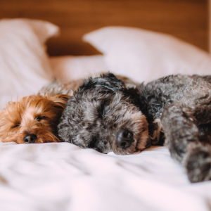 the best tips for pet photography