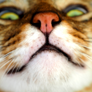 Embrace Your Pet's Personality for Brilliant Photos
