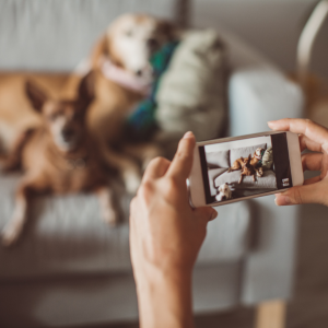 Capture the Action With Active Pets