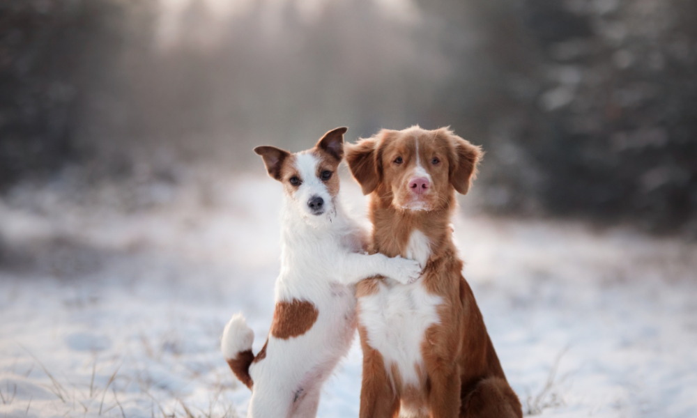 Pet Photography