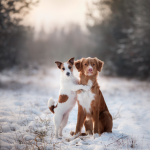 Pet Photography