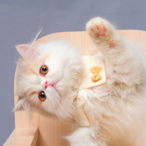 Working With Professional Pet Photographers