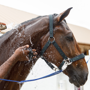 Recognising Heat Stress in Horses