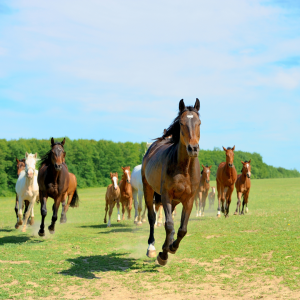 Keeping Your Horse Hydrated During Summer