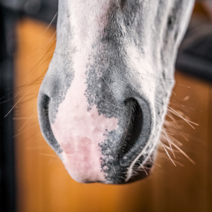 Efficient Cool-Down Routine For Horses