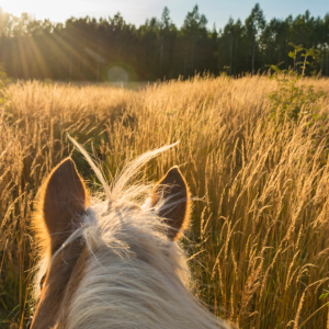 Summer Hoof and Coat Care