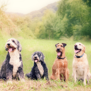 Pet Styling For Brand Campaigns