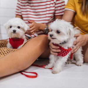 How To Prepare Pets for Photo Shoots