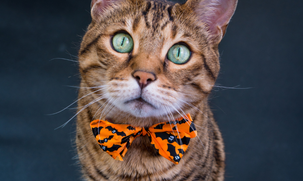 How To Style Pets for PR Campaigns & Photo Shoots
