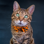 How To Style Pets for PR Campaigns & Photo Shoots