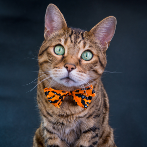 How To Style Pets for PR Campaigns & Photo Shoots
