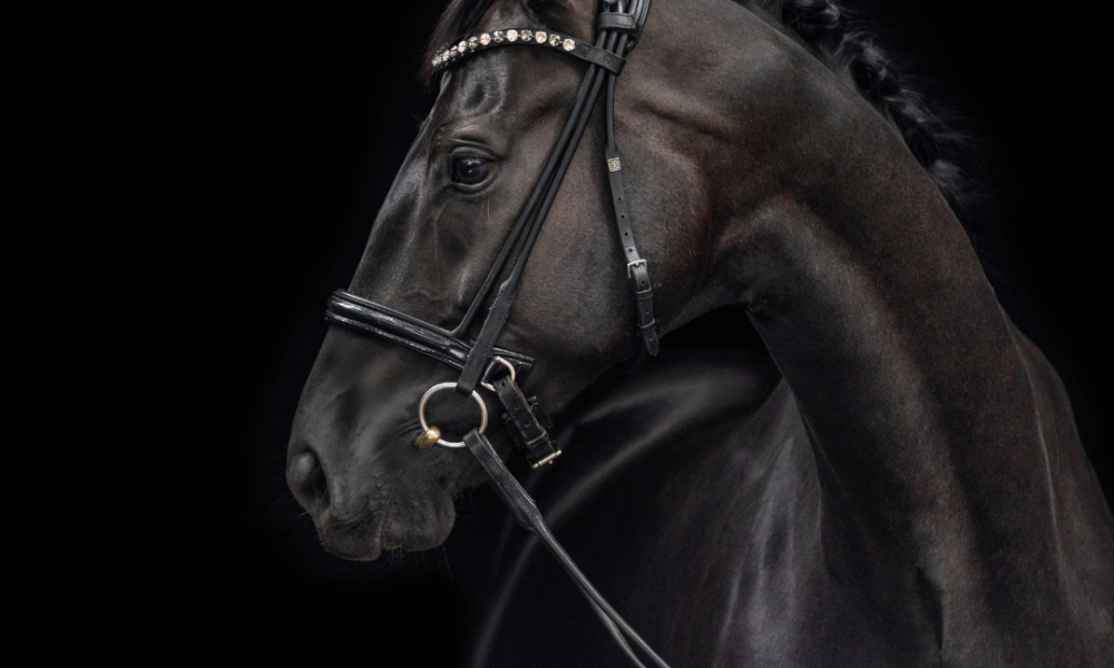 A photo of a stunning horse against a black background | PR for Equestrian Start-Ups