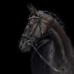A photo of a stunning horse against a black background | PR for Equestrian Start-Ups