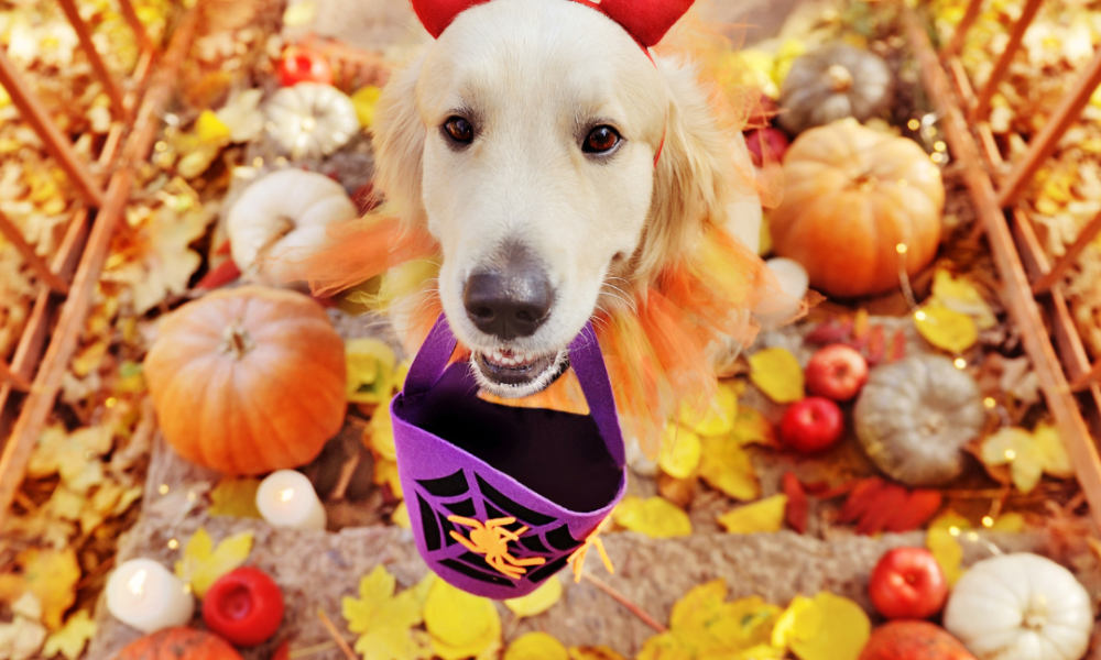 Instagram-Worthy Halloween Pet Costume Ideas