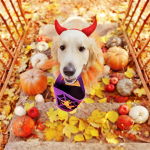Instagram-Worthy Halloween Pet Costume Ideas