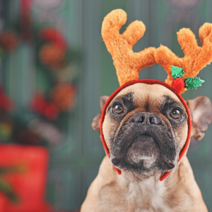 Gifts for pet owners