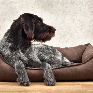 Best gifts for dogs