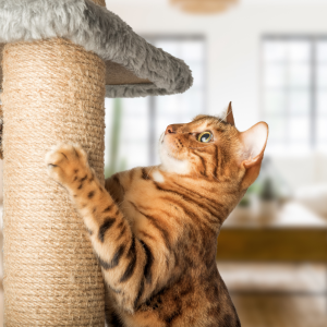 Best gifts for cats
