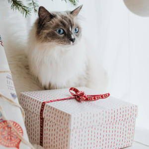 Gift shopping for your pet