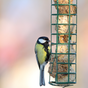 Best gifts for birds