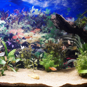 Best gifts for fish owners