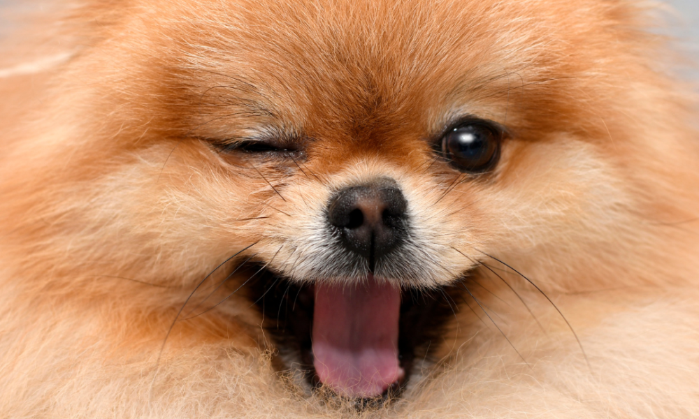 Cute winking Pomeranian dog with tongue out