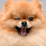 Cute winking Pomeranian dog with tongue out
