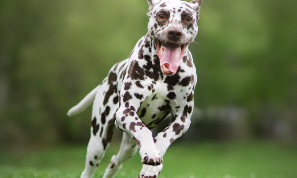 Spotted dog running with tongue out