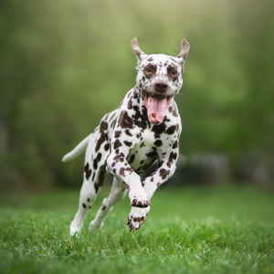 Spotted dog running with tongue out