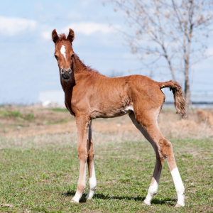 Chestnut foal stood outside looking at the camera